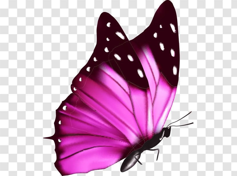 Butterfly A Cor Da Borboleta - Color - Colorful Transparent PNG