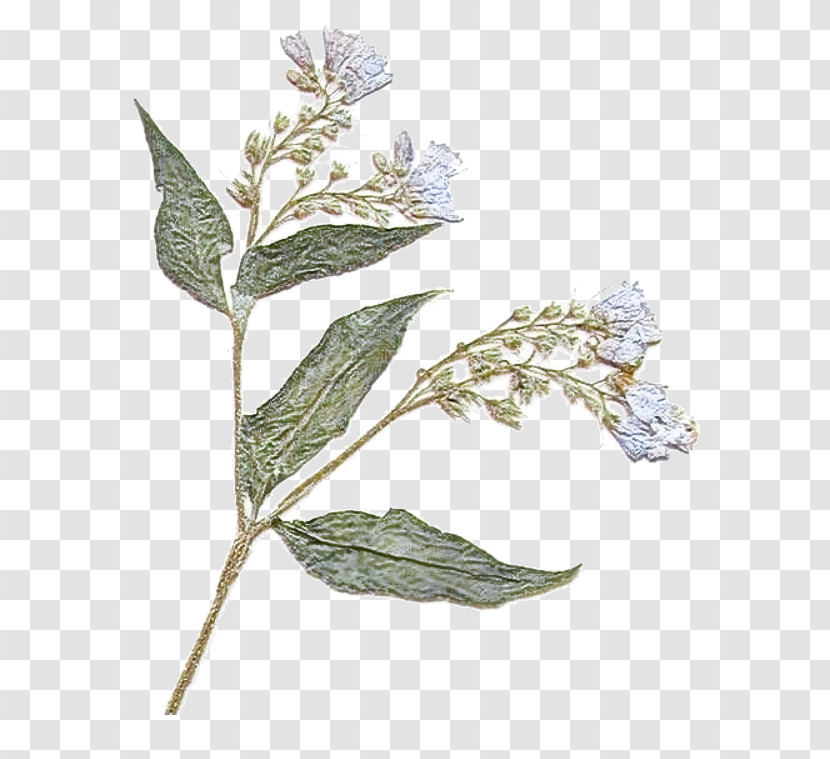 Flower Plant Leaf Buddleia Transparent PNG