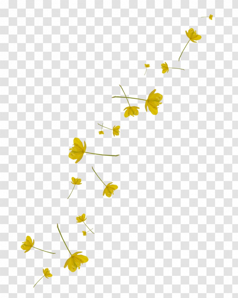Petal Leaf Plant Stem Flower Pollinator - Flora - April Transparent PNG