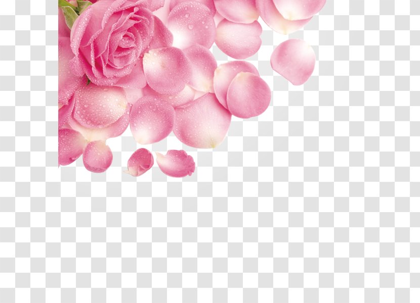 Rose Petal Flower Pink - Family - Petals With Water Droplets Transparent PNG
