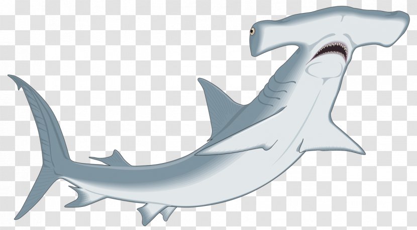 Smalleye Hammerhead Great Cartilaginous Fishes Smooth Scalloped Bonnethead - Carcharhiniformes - Shark Egg Transparent PNG