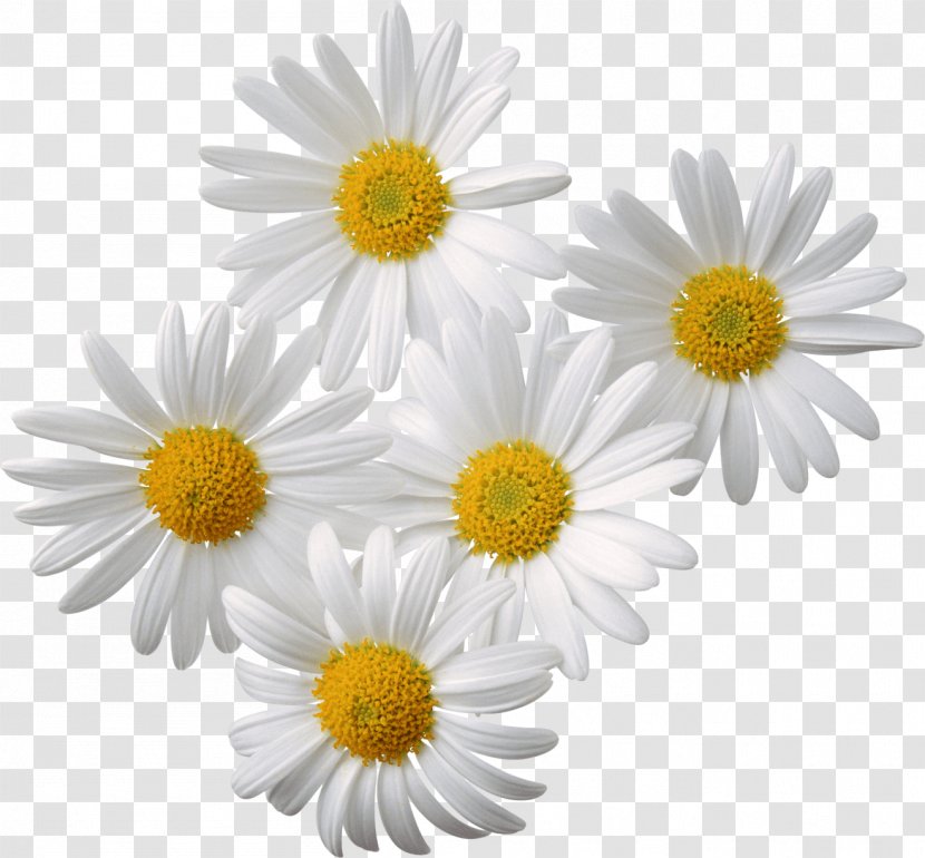 Chamomile Desktop Wallpaper Clip Art - Common Daisy Transparent PNG