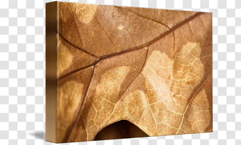 Wood /m/083vt Leaf Angle Transparent PNG