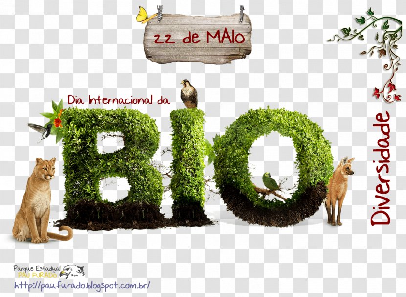 Biodiversity International Day For Biological Diversity Life Ecology Conservation - Diversidade - Objetivo Transparent PNG
