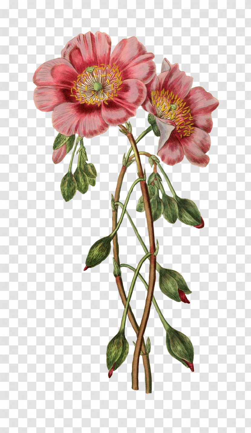 L'Illustration Botanique Flower Illustration Floral Design Botanical - Rose Order Transparent PNG