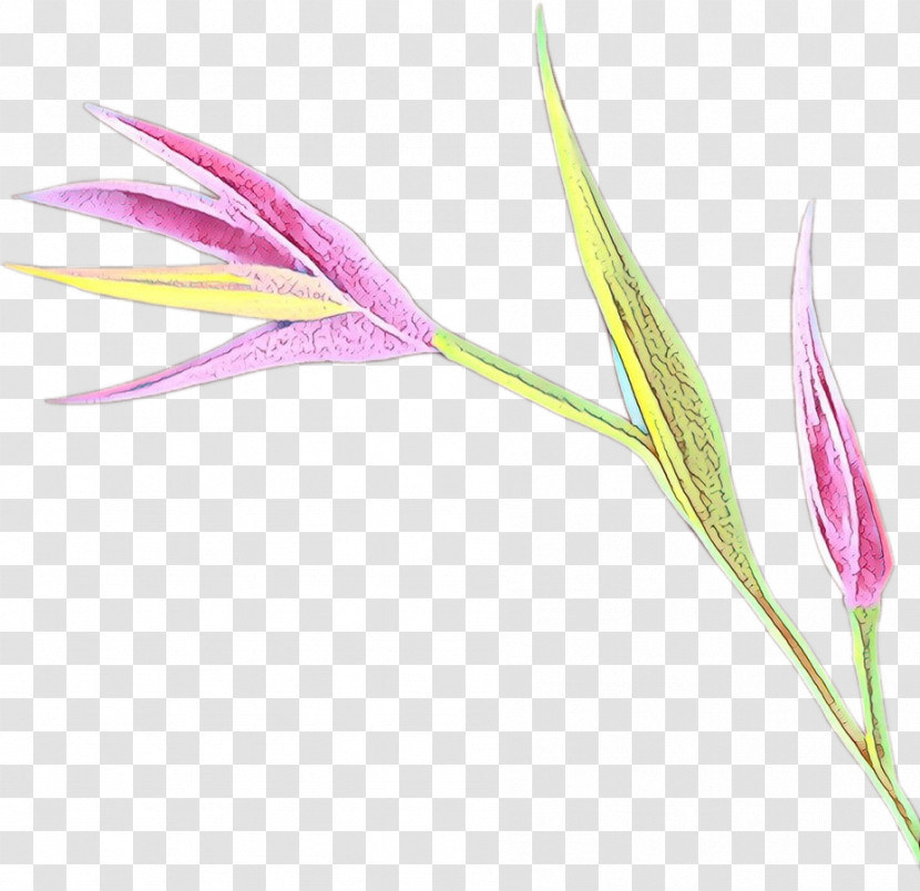 Flower Plant Pedicel Transparent PNG