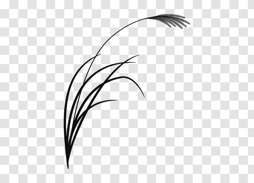 Font Feather Eyebrow Beak Leaf - Plant Transparent PNG