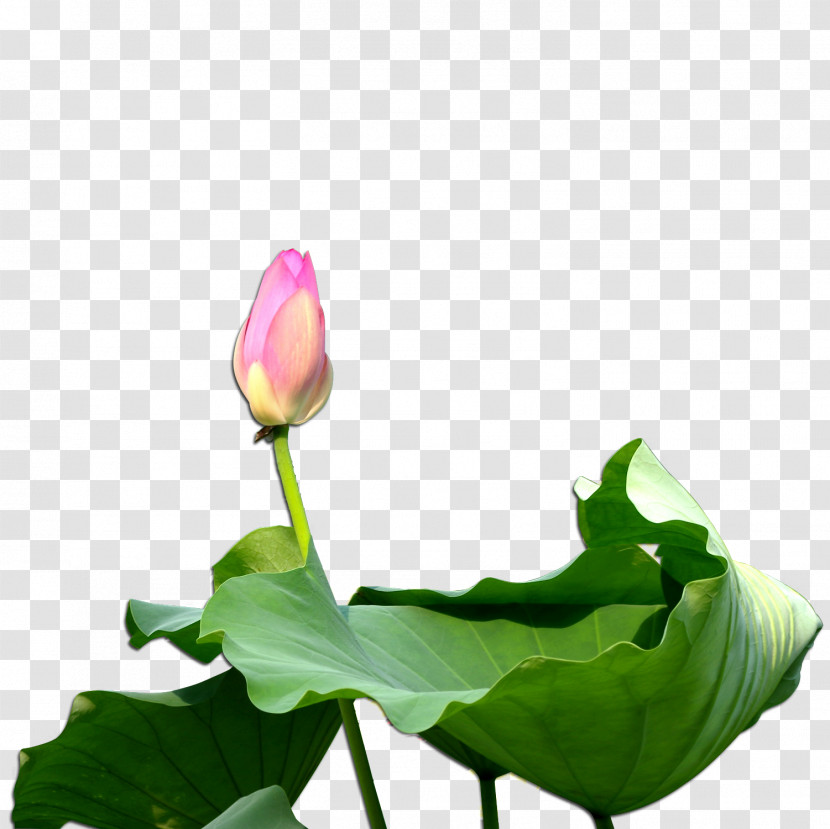 Lotus Transparent PNG