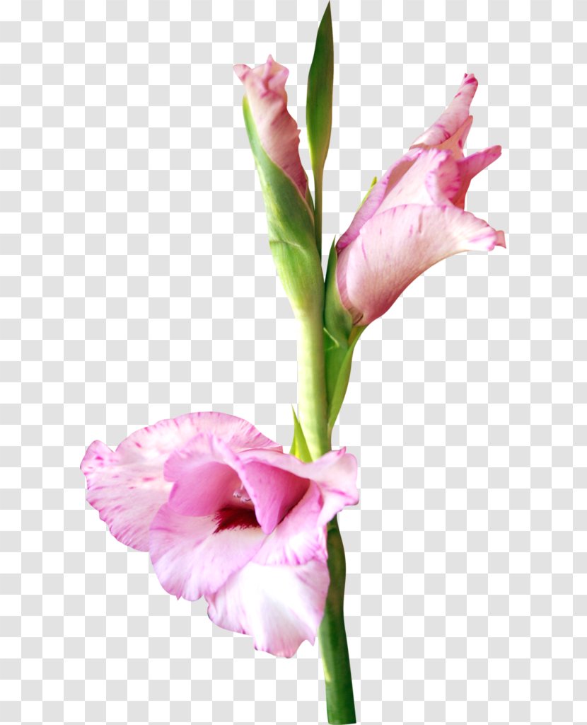 Flower Watercolor Painting Pink Clip Art - Flowering Plant - Gladiolus Transparent PNG
