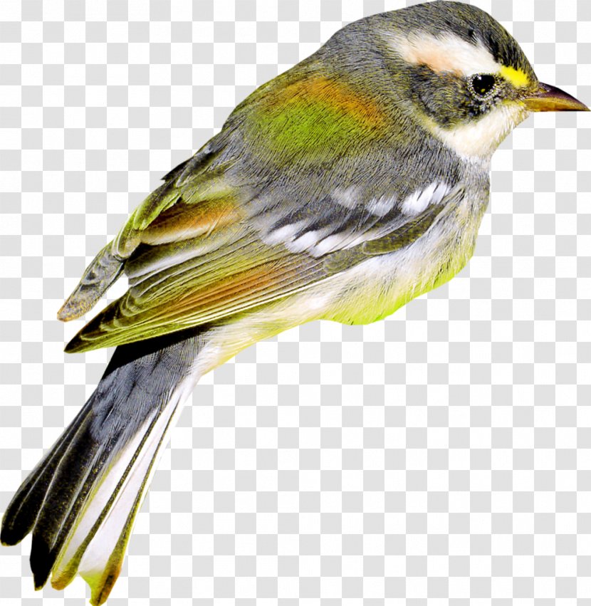 Bird - Color - Feather Transparent PNG