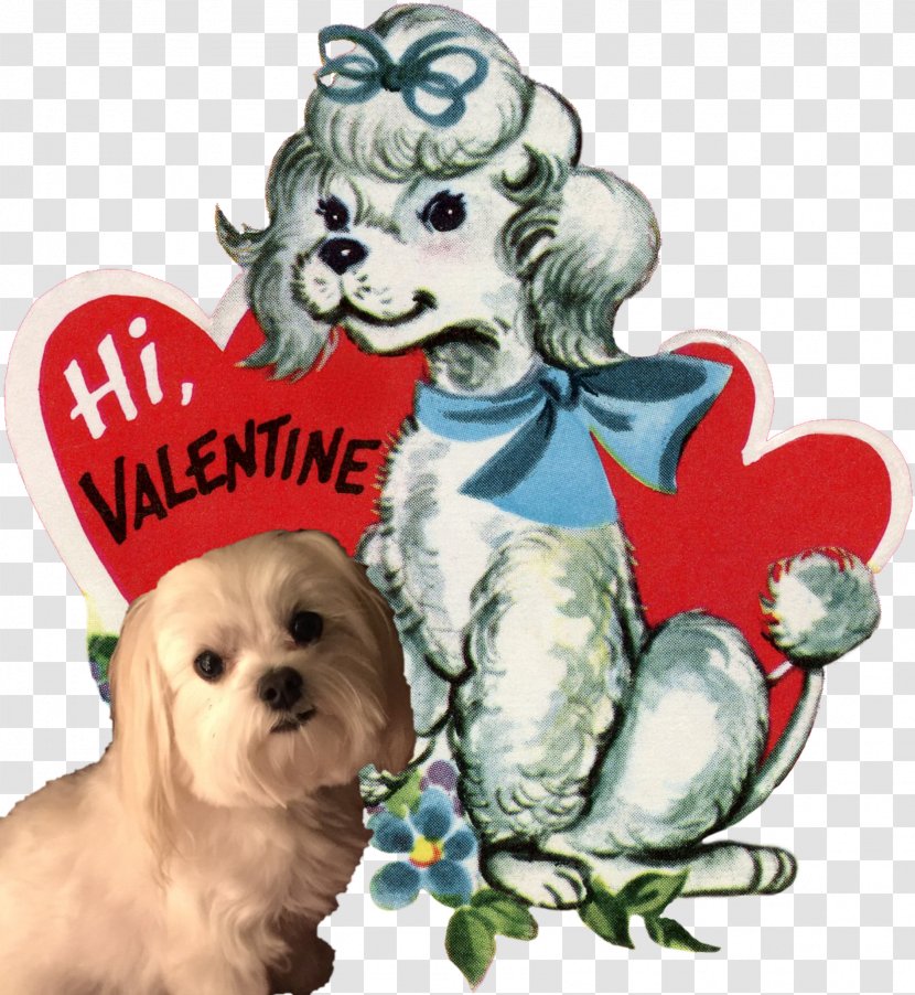 Shih Tzu Havanese Dog Schnoodle Puppy Canidae - Pet - Valentines Day Party Transparent PNG