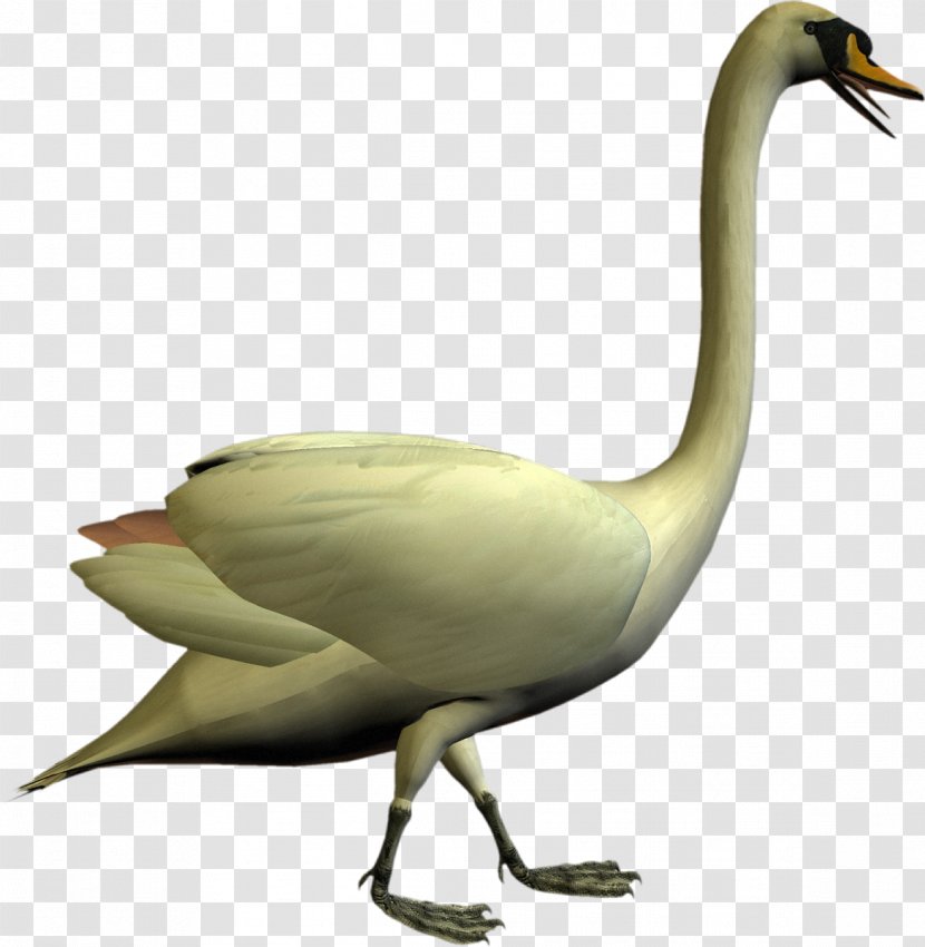 Cygnini Bird Goose Duck Crane - Neck - Swan Transparent PNG
