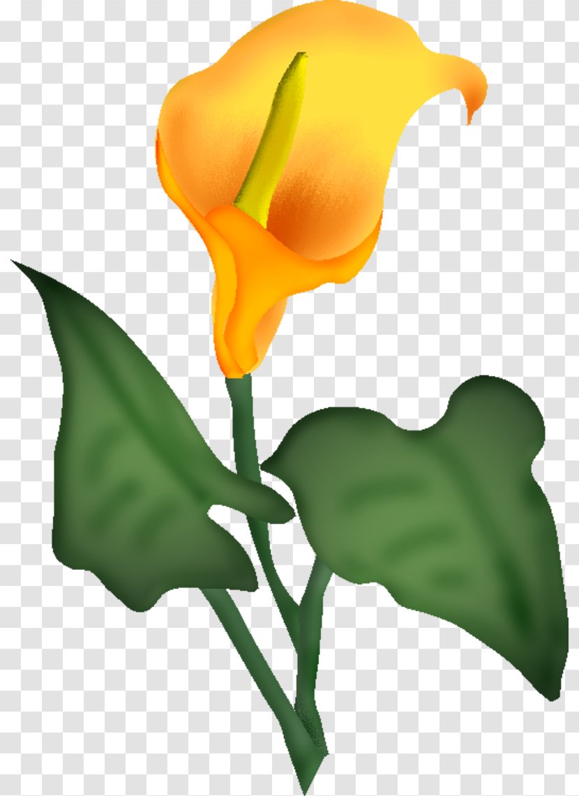 Cut Flowers Blume Drawing Centerblog - Orange - Fond Couleur Transparent PNG