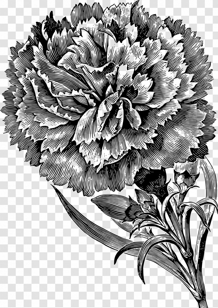 Black And White Rose Drawing Carnation Clip Art - Flower Transparent PNG