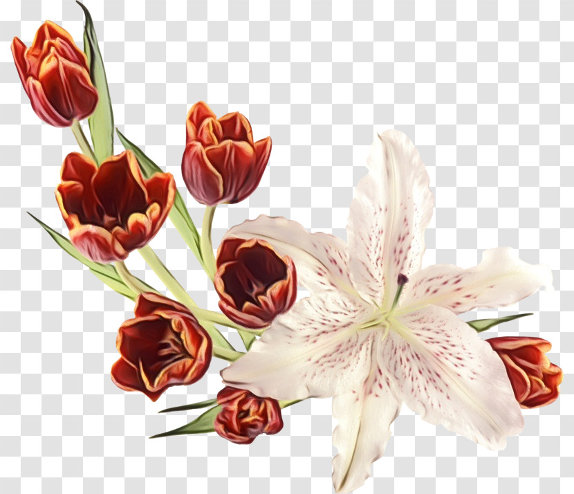 Flower Cut Flowers Plant Petal Bouquet Transparent PNG