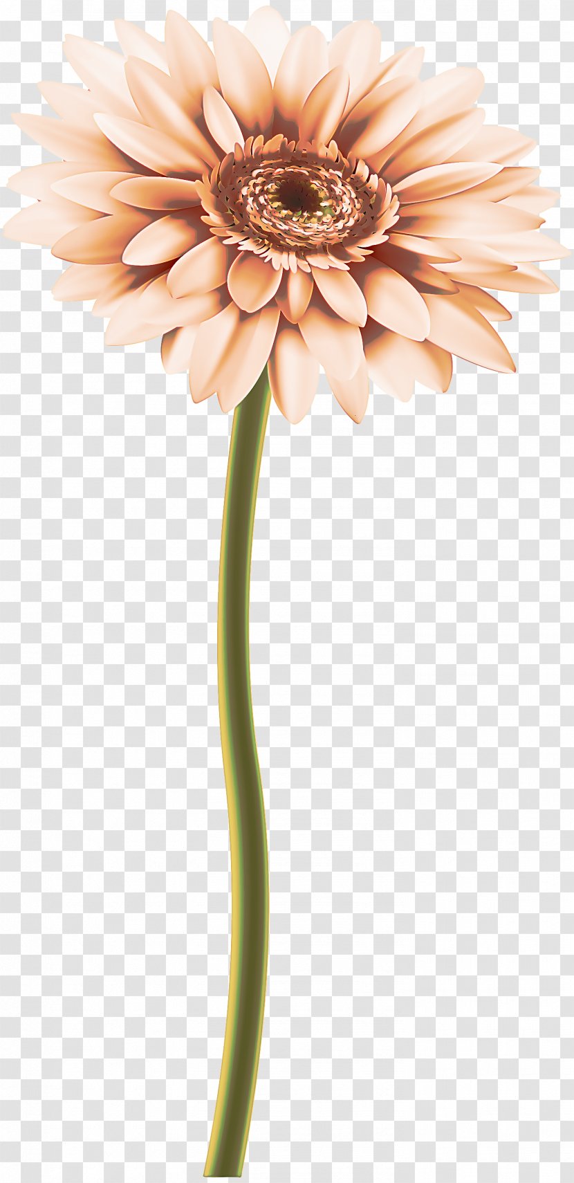 Artificial Flower - Plant - Daisy Family Transparent PNG