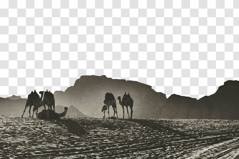 Gulf Of Aqaba Jerash Wadi Musa Camel - Landscape - Desert Black And White Background Transparent PNG