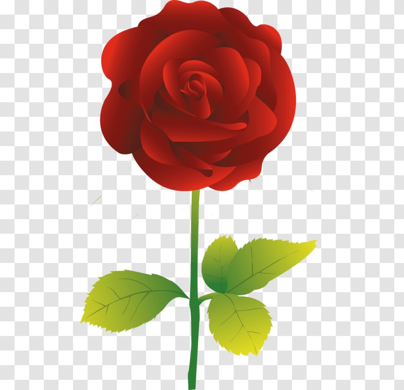 Garden Roses Vector Graphics Clip Art Flower - Red Rose Transparent PNG