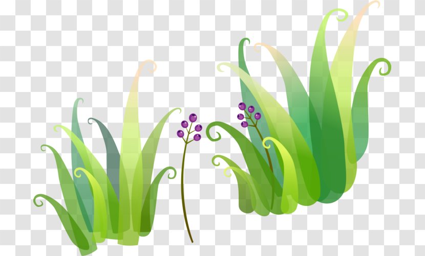 Plant Grass Flower Chives Tulip - Herbaceous - Iris Transparent PNG