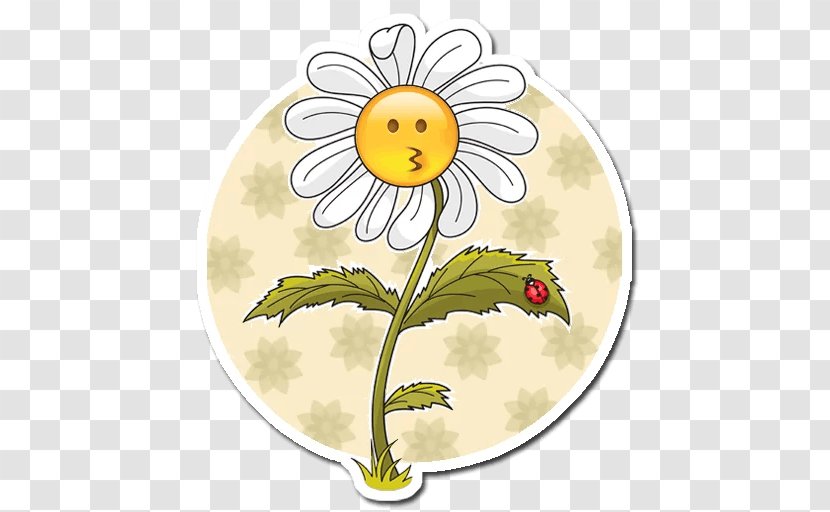 Drawing Common Daisy - Photography - Chamomile Transparent PNG