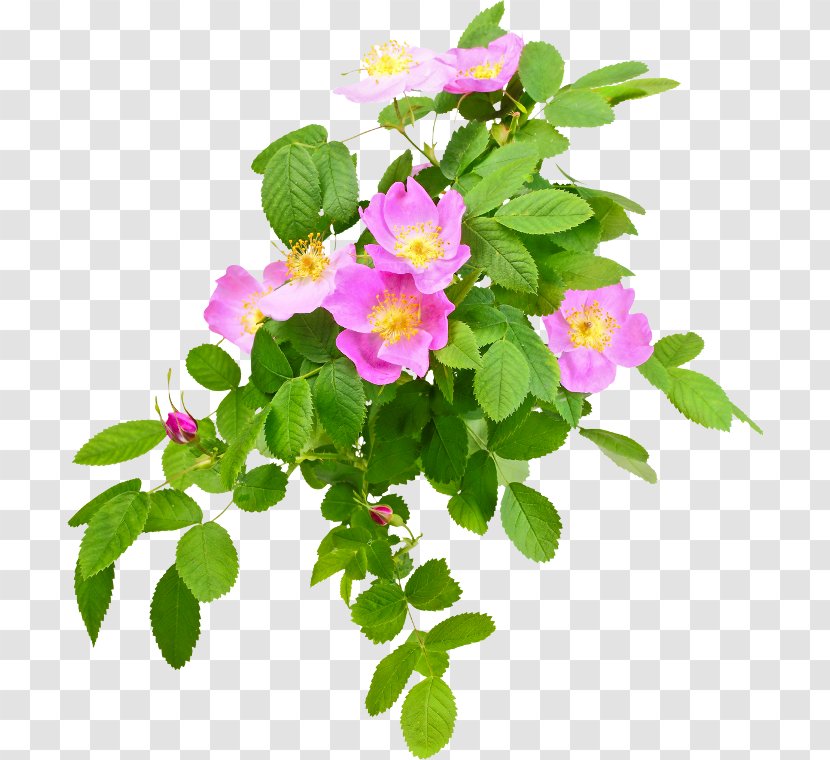 French Rose Dog-rose Hip Leaf Sweet-Brier - Cut Flowers Transparent PNG