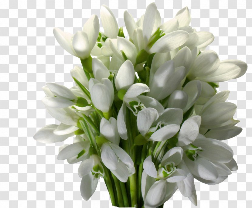 Snowdrop Saint Petersburg Flower Desktop Metaphor - Spring Transparent PNG