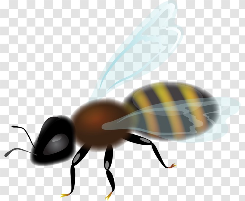 Bee Insect Honeycomb Clip Art - Arthropod Transparent PNG