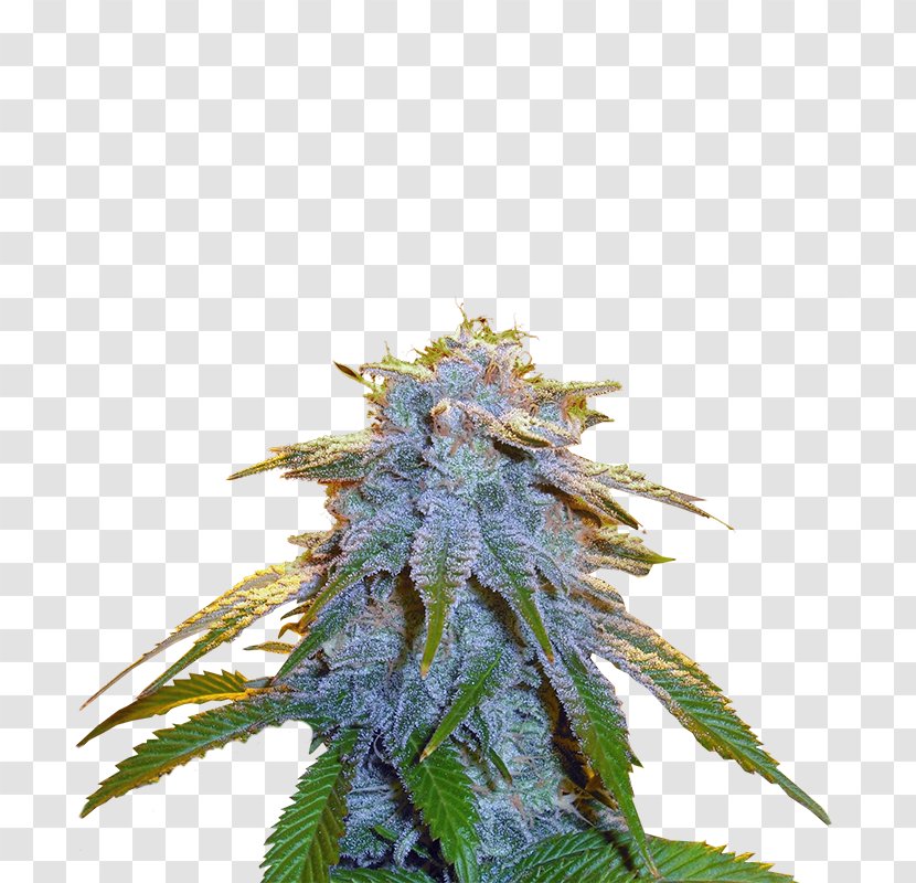 Cannabis Seed Cultivar Kush Northern Lights - Conifer Cone - Sweet Tooth Transparent PNG