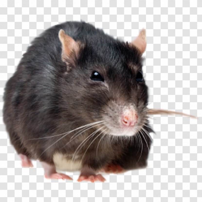 Brown Rat Rodent Mouse Pest Control Black - Dumboratte - & Transparent PNG