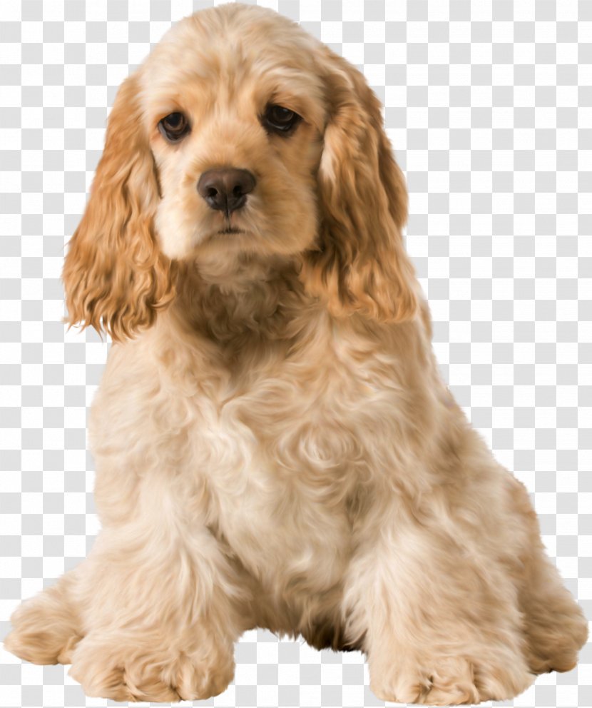 English Cocker Spaniel American Puppy - Photography - Puppies Transparent PNG