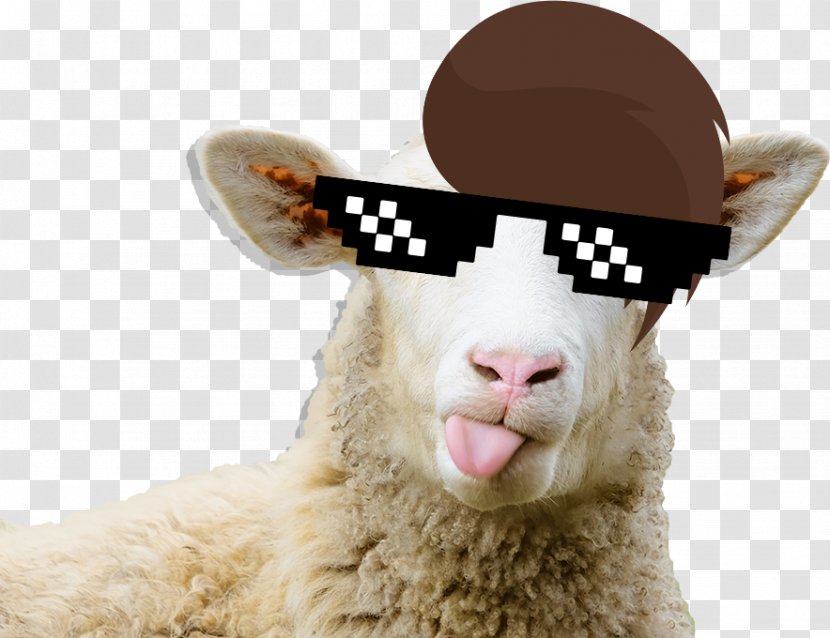 Shropshire Sheep Sheep–goat Chimera Icelandic Shearing Wool - Hoax Transparent PNG