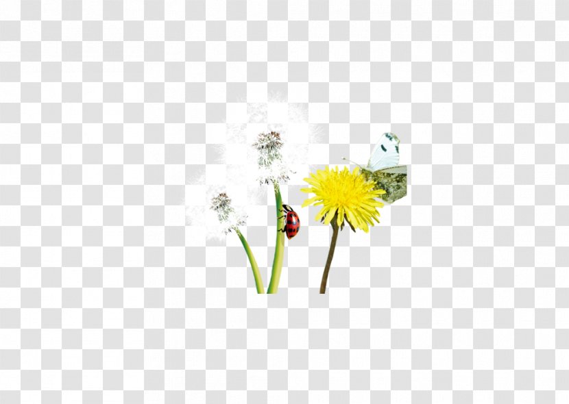 Petal Illustration - Yellow - Dandelion Decorative Design Material Transparent PNG