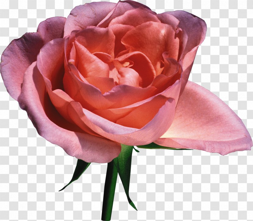 Flower Garden Roses Pink Clip Art - Petal - Rose Transparent PNG