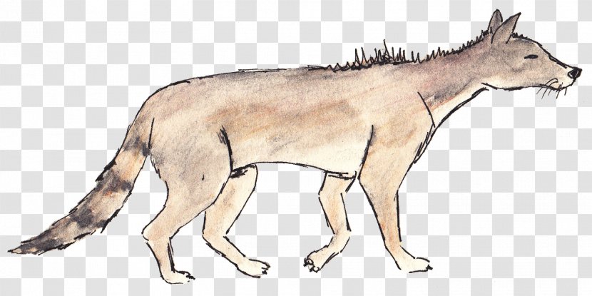 Red Fox Gray Wolf Coyote Rhinoceros - Organism Transparent PNG