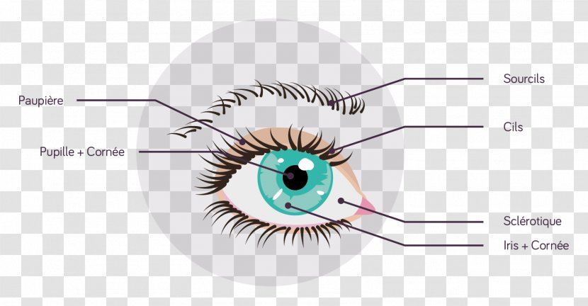 Eyelash Extensions Eyebrow - Tree - Substance Transparent PNG