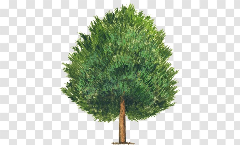 Stone Pine Pinus Montezumae Nut Tree Cembroides Transparent PNG