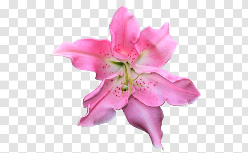 Cut Flowers Azalea Petal Pink M Transparent PNG