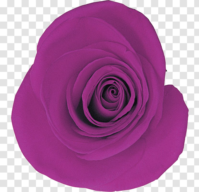 Garden Roses Petal - Violet - Rose Transparent PNG