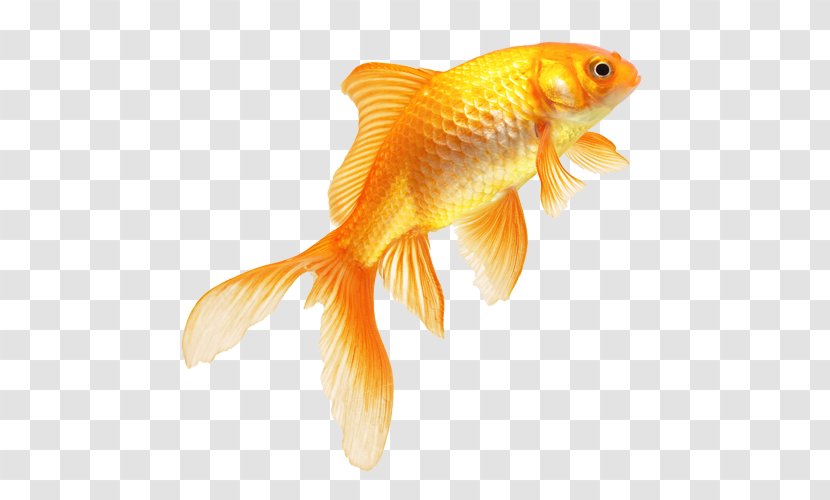 Goldfish - Real Fish Transparent Image Transparent PNG