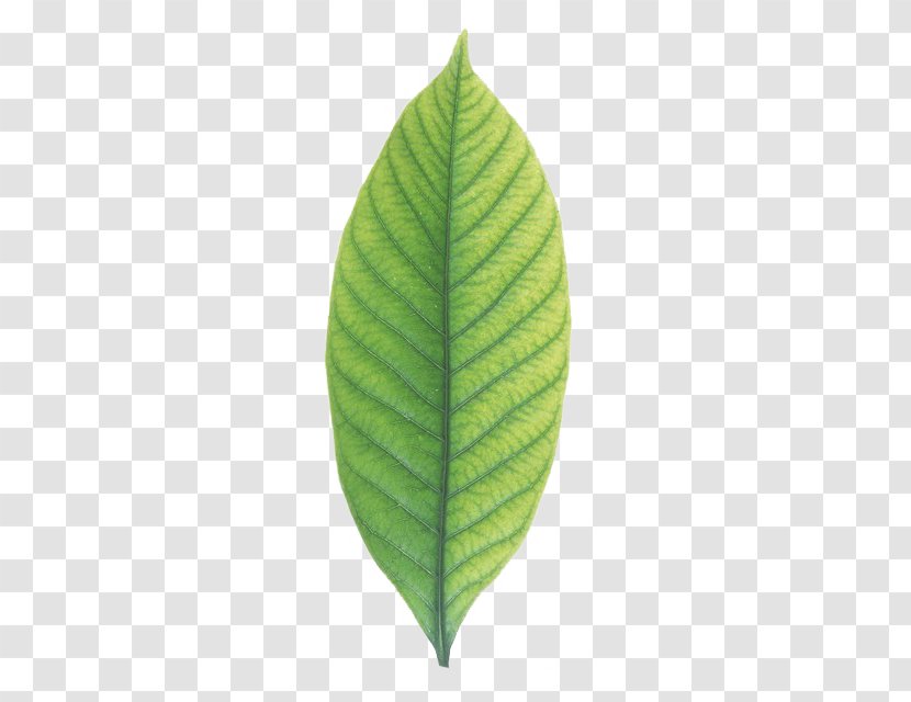 Leaf No Cape Jasmine Wallpaper - Plant - Leaves Transparent PNG