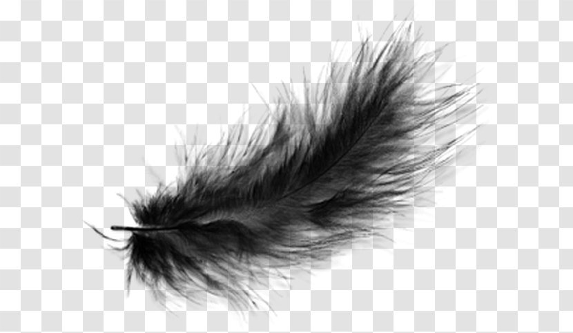 Black And White Feather - Color Transparent PNG