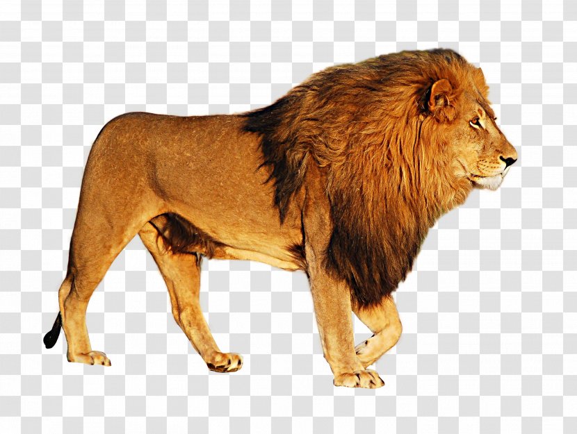 Lion Icon - Carnivoran Transparent PNG