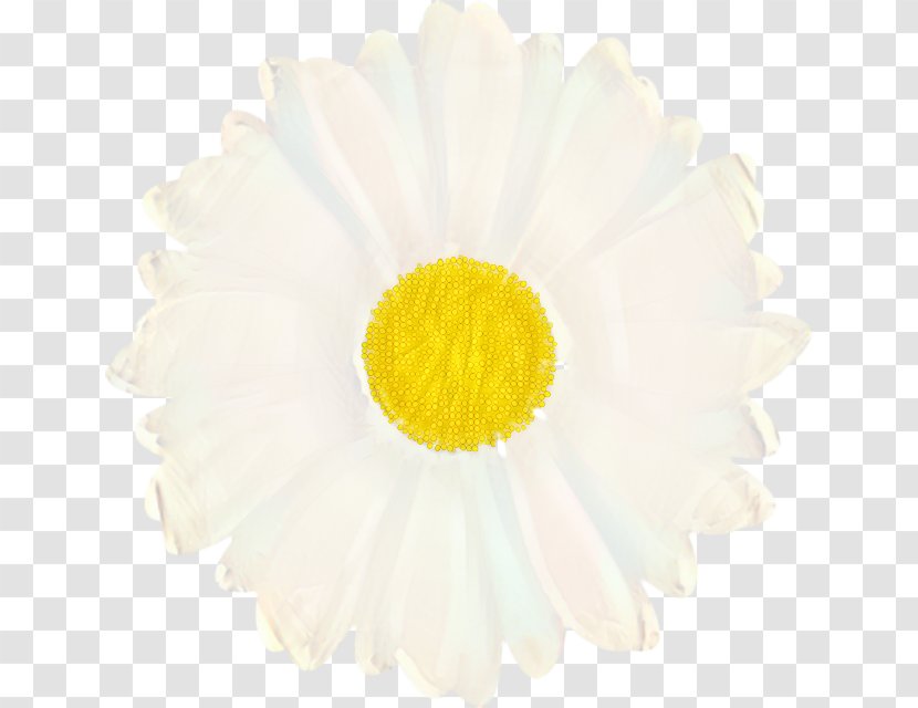 Flowers Background - Petal - Daisy Family Camomile Transparent PNG