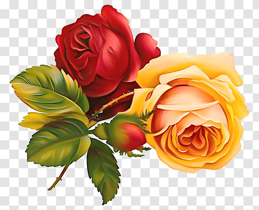 Garden Roses - Julia Child Rose - Flowering Plant Transparent PNG