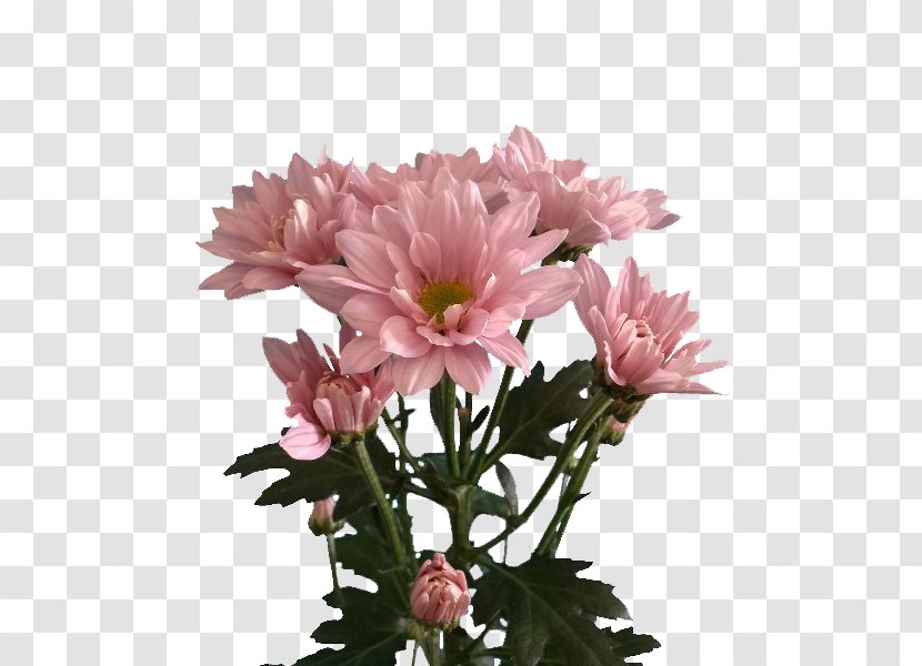 Chrysanthemum Marguerite Daisy Cut Flowers Garden Cosmos Aster - Flower Transparent PNG