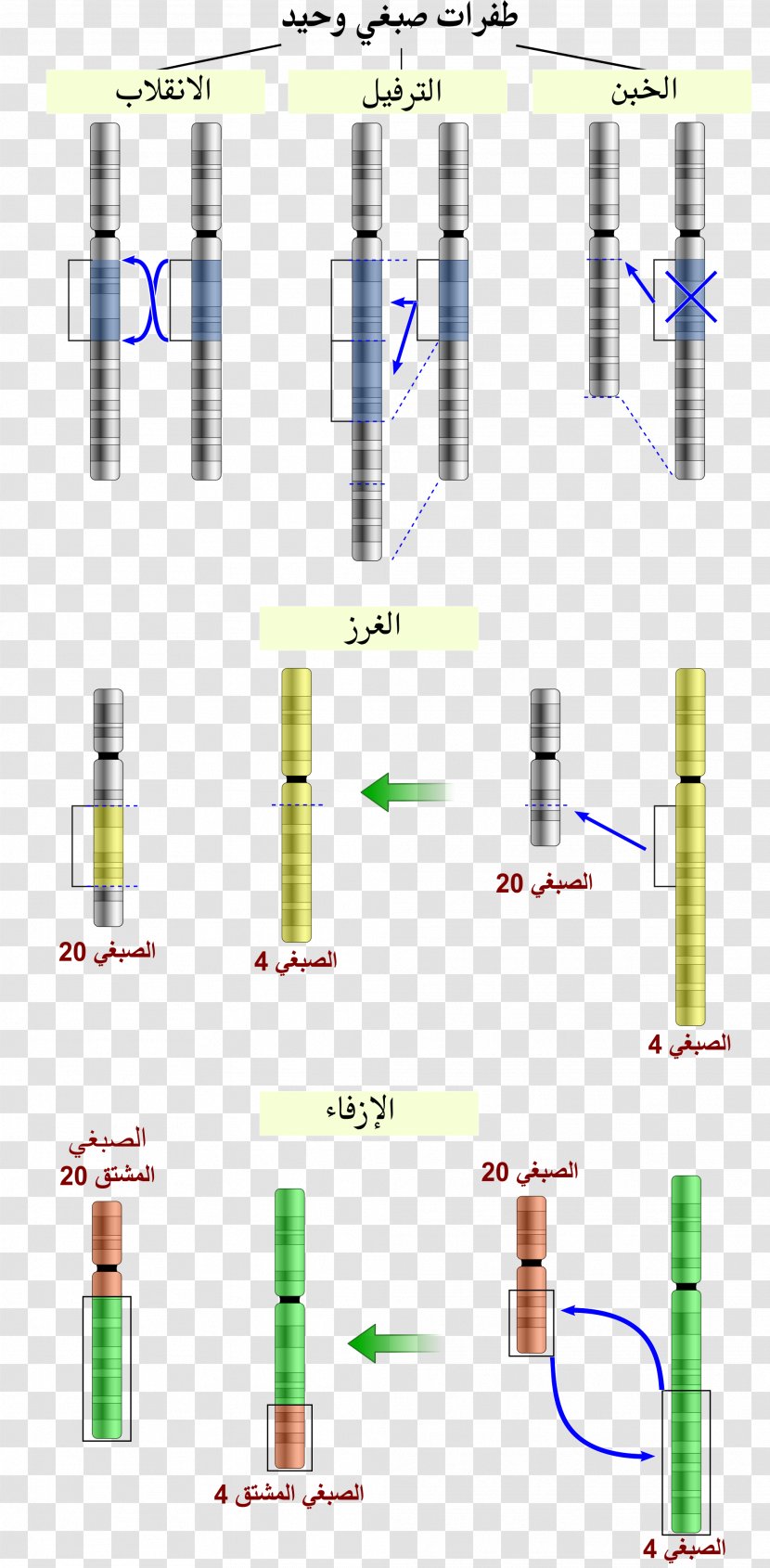 Chromosome Abnormality Chromosomal Translocation Mutation Inversion - Population Genetics Transparent PNG