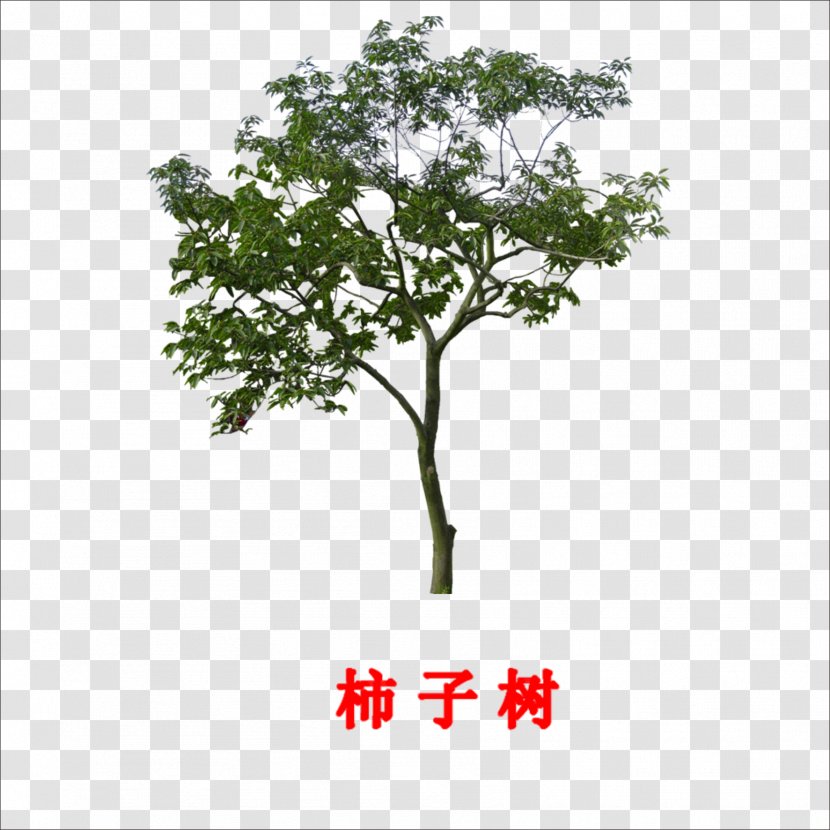 Branch Tree Persimmon Leaf - Plant Transparent PNG