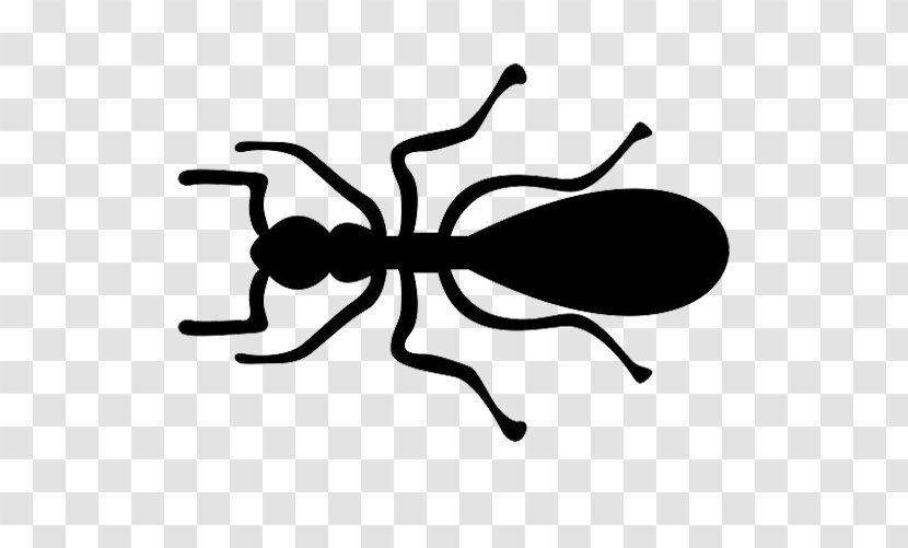 Ant Insect - Black - Ants Simple Pen Transparent PNG