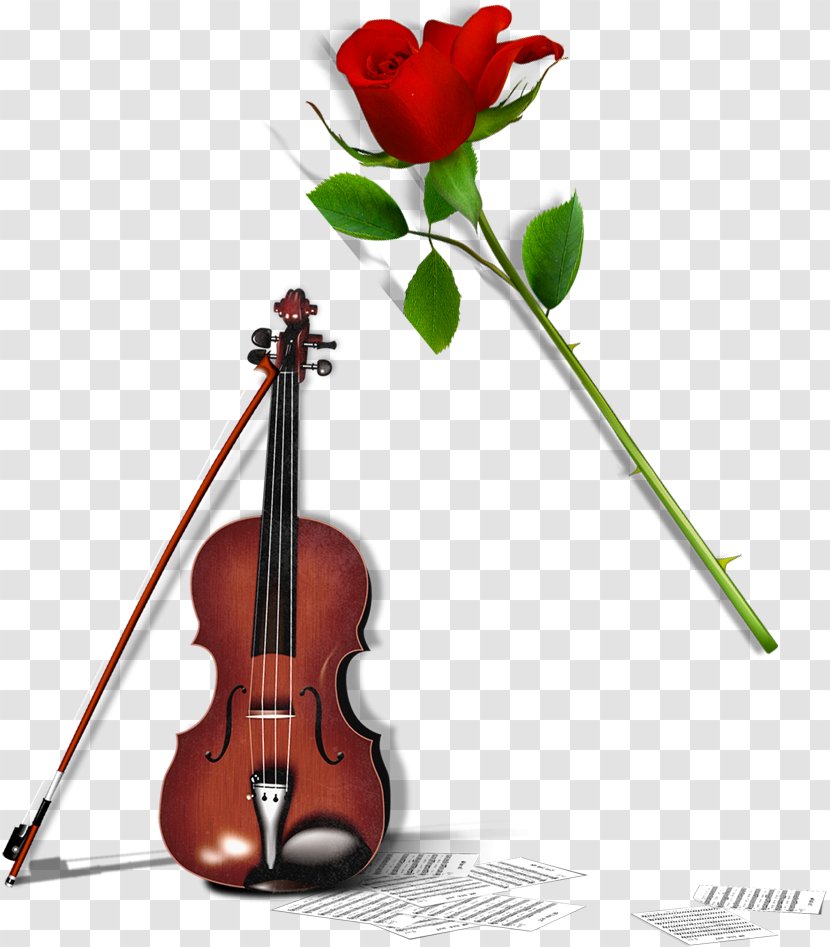 Violin Cello Download - Flower - Rose Elements Transparent PNG