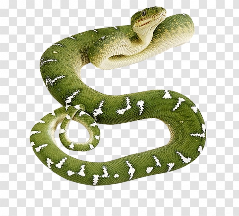 Smooth Green Snake Reptile Clip Art - Grass - Snakes Transparent PNG